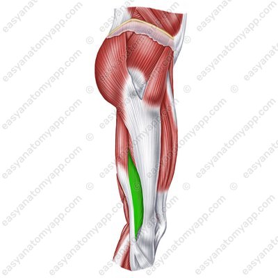 Двуглавая мышца бедра – короткая головка (m. biceps femoris (сaput breve)